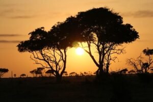 The Convergence of Ecosystems in the Pearl of Africa